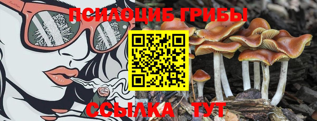 Галлюциногенные грибы Cubensis Кемерово